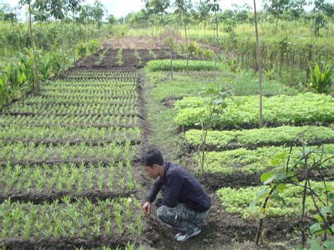 Kearifan Lokal Pertanian Lahan Rawa Segalanya Rawa