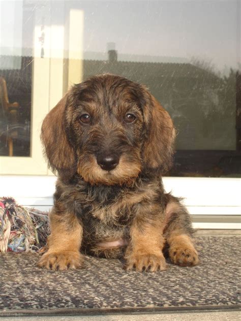 Chien Teckel Poil Dur Kobeddus Kitzchen