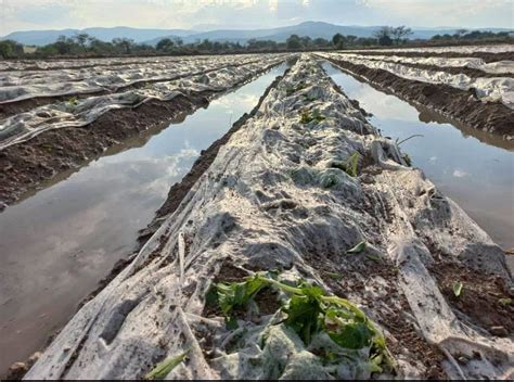 Granizada En San Gabriel Chilac Acababa Con 300 Hectáreas De Cultivos