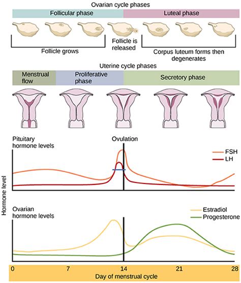 Menstrual Cycle Wikipedia 45 Off Gbu