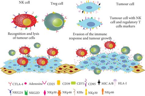 Cancer Cells Evade The Immune System The Tumour Cells Express Markers