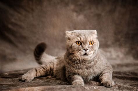 Top 11 Exotic Cat Breeds Guide To Rare And Unusual Cats