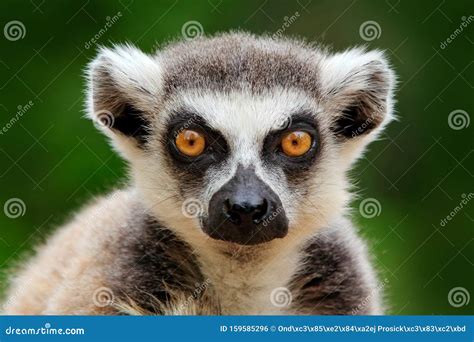 Lemur Face, Close-up Portrait of Madagascar Monkey. Ring-tailed Lemur, Lemur Catta, with Green ...