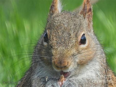 Female Eastern Grey Squirrel Photograph By J Mccombie Fine Art America