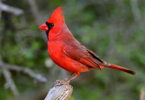 There Are 8 Types Of Red Birds Found In Utah Nature Blog Network