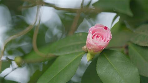 Premium Photo Pink Camellia Japonica April Dawn Blush Pink Camellia