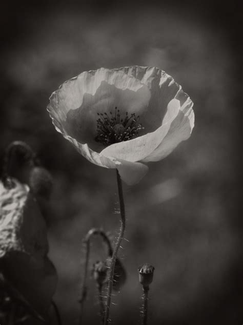 Banco de imagens Flor Preto e branco plantar folha flor pétala