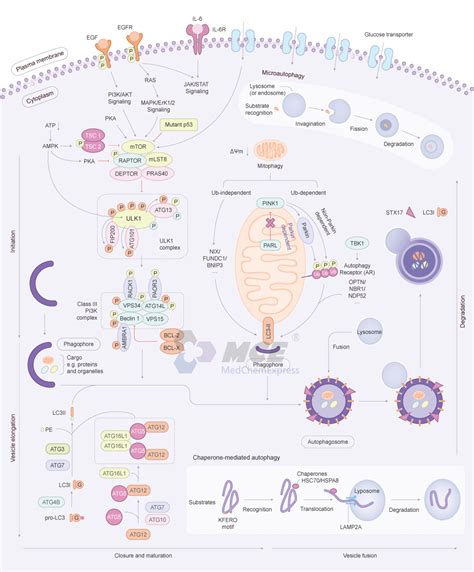 Autophagy Signaling Pathway Medchemexpress