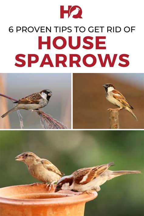 How To Keep Sparrows Away From Bird Feeder House Sparrows 4 Steps To