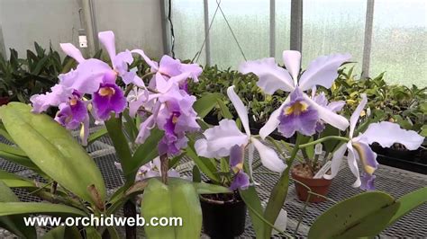 Orchidweb Cattleya Warscewiczii Coerulea Angarita X Self Youtube