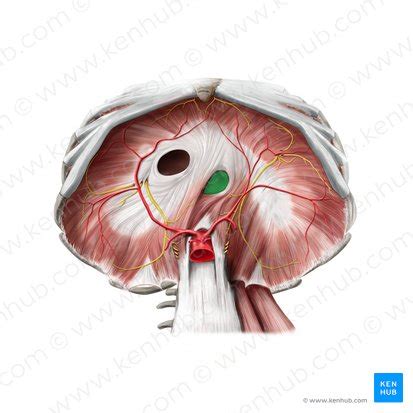 Esophageal hiatus: Anatomy and function | Kenhub