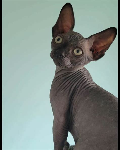 Sphynx Egipcio Esfinge Gato Sin Pelo Pelado Zona Boedo Gatos