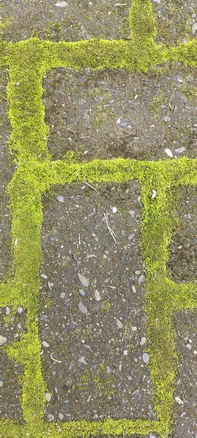 Green Moss Thriving On The Stone Path Stock Photo Image Of Green