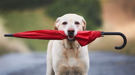 Best Dog Walking Gear for Rain and Shine: Stay Prepared!