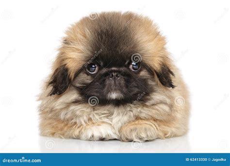 Pekingese Puppy On White Background Stock Photo Image Of Close