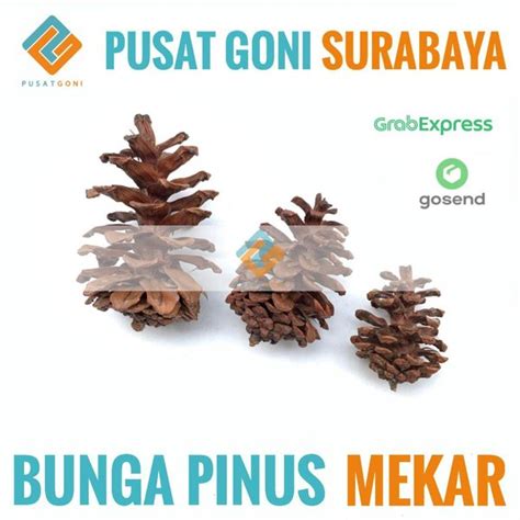 Jual Bunga Pinus Mekar Kembang Biji Pinus Alas Seserahan Pine Tree