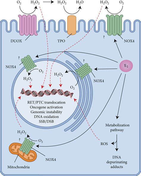 Proposed Model Of Estrogen Induced ROS Generation Increase In