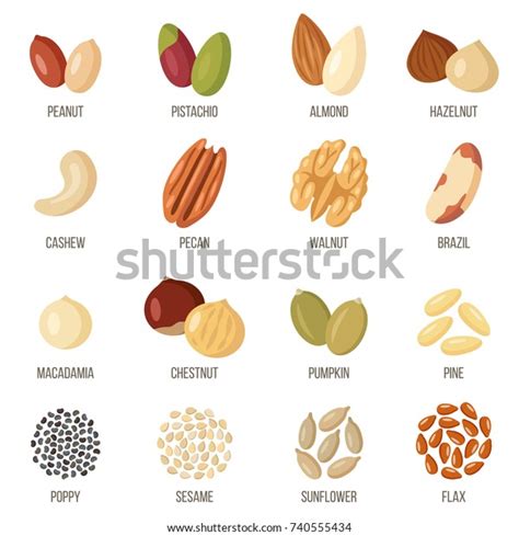 Vector Set Named Nuts Seeds Flat Stock Vector Royalty Free