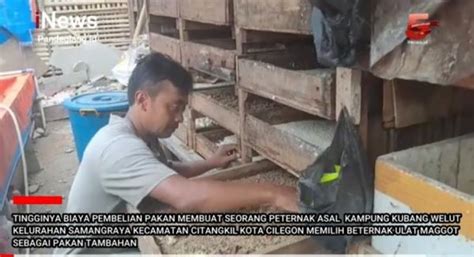 Budidaya Magot Jadi Salah Satu Solusi Efektif Kurangi Beban Pakan Ternak