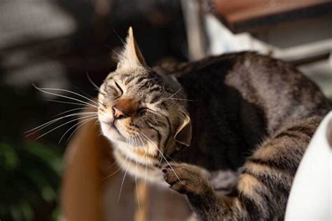 Grasmilben Bei Katzen Wirksam Behandeln ReaVet