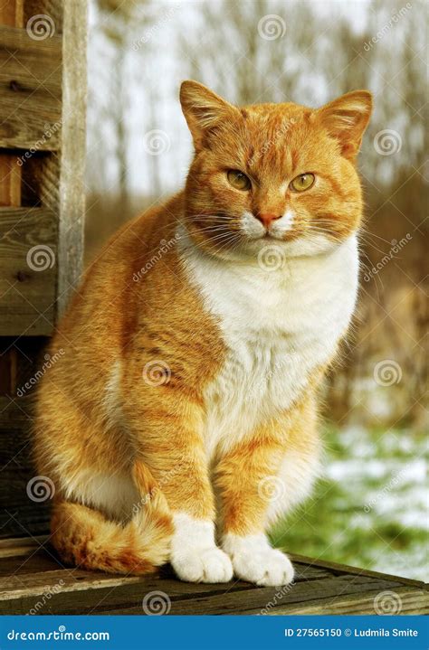 Cat On The Bench Stock Photo Image Of Green Leaf Breed 27565150