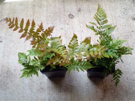 Green Jean New Ferns And A Spider Plant Urn