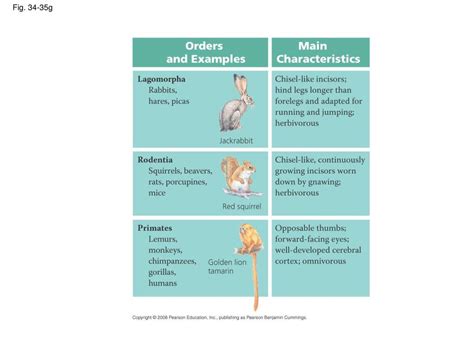 Chapter 34 Vertebrates Ppt Download