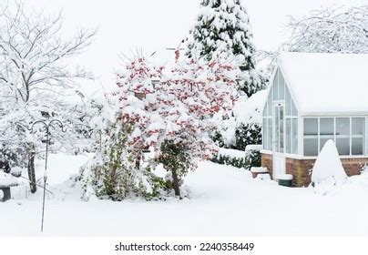 Fruiting On Winter Garden Stock Photos - 77,550 Images | Shutterstock