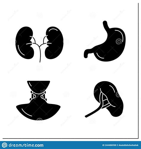 Human Internal Organs Glyph Icons Set Stock Vector Illustration Of