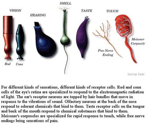 BIO 210 Lecture Sensory Processing Flashcards Quizlet