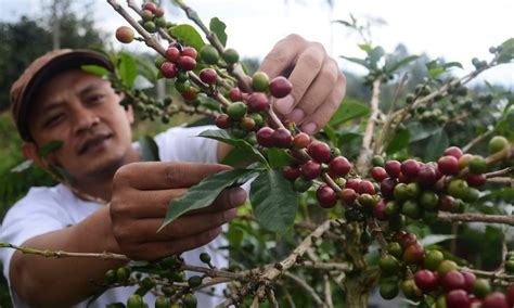 Pemkab Temanggung Hibahkan Ribu Bibit Kopi Sebagai Konservasi Lahan