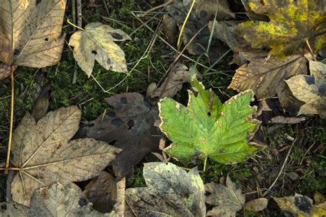 Free Images Tree Nature Forest Grass Wilderness Leaf Flower