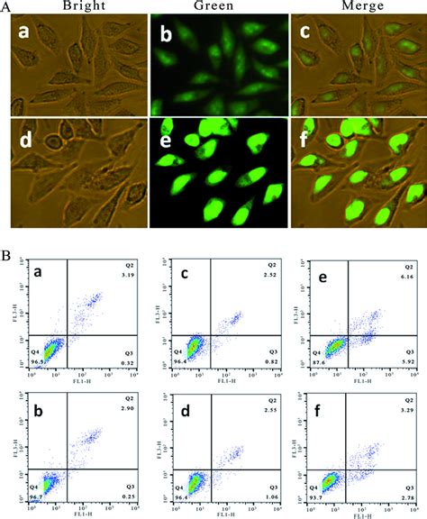 A Sgc 7901 Cells Stained With Aoeb And Imaged Under A Fluorescence