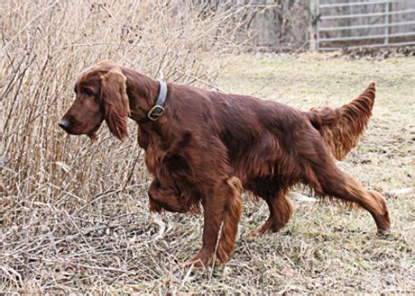 Irish Setter - Ultimate Upland Bird Dogs, pheasant and grouse hunting