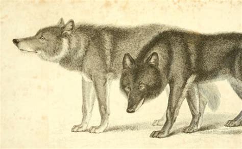 Fatal Wolf-Dog Hybrid Attacks - The Archival Record - DogsBite Blog