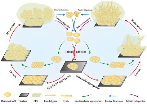 Fungal Biofilm Formation And Its Regulatory Mechanism Heliyon