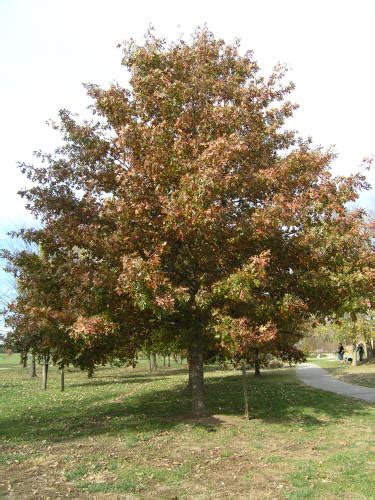 Shumard Oak