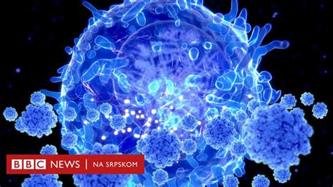 Korona virus i imuni sistem Zagonetka koja i dalje muči naučnike BBC