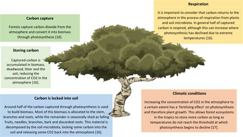 How Much Carbon Dioxide Can A Single Tree Absorb In Its Lifetime At