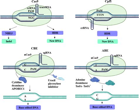 Overview Of Genome Editing Using CRISPR Cas System Cas9 And