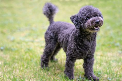 Black Miniature Poodle Haircuts