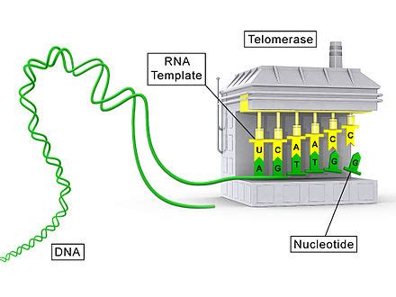 telomerase wikipedia