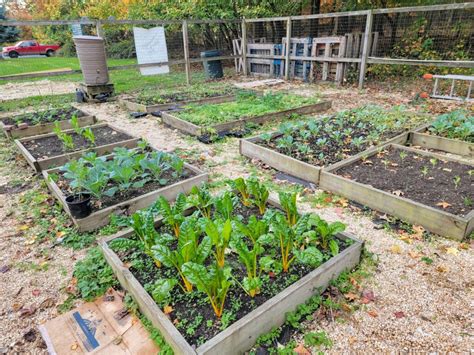 Gardening At New Creation Christian Church Black Church Food Security