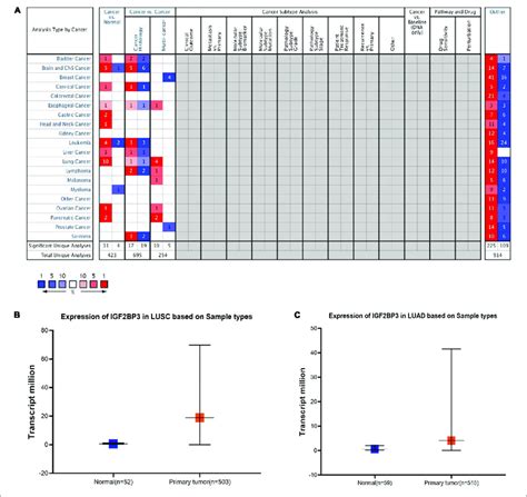 Igf2bp3 Expression Level Was Significantly Increased In Multiple Download Scientific Diagram