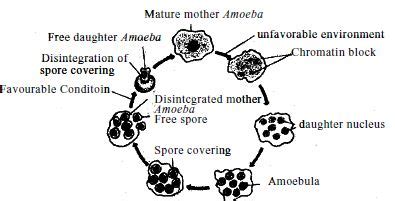 Reproduction of Amoeba - QS Study