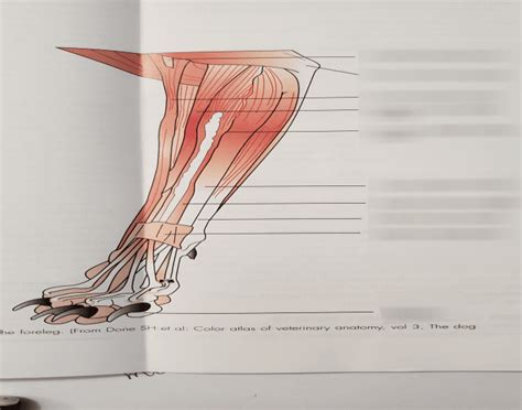 Cranial View Cat Muscle Foreleg Quiz