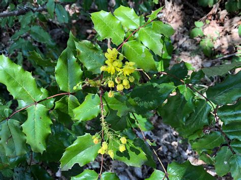 Protecting And Restoring The Oregon State Flower Portland District