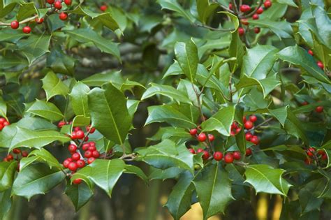 Buy American Holly for Sale Online | Direct Native Plants