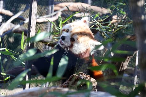 Red panda habitat reopens at National Zoo next week | WTOP