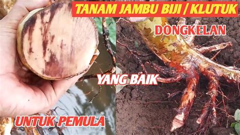 Cara Tanam Bahan Bonsai Jambu Biji Dari Dongkelan Untuk Pemula Youtube